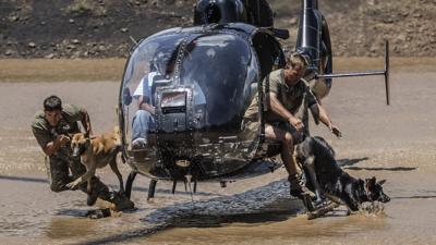 Canines fight from the sky