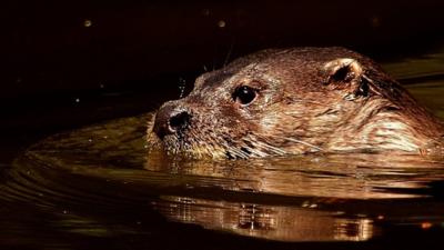 Otter