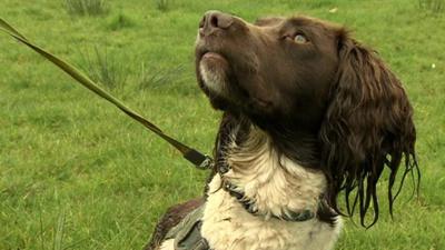 spaniel