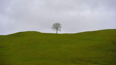 A fairy tree in the south of Ireland can be seen from the northern side of the Irish border on May 1, 2016 in Northern Ireland.