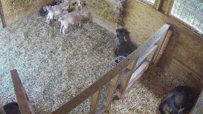 Pygmy goats