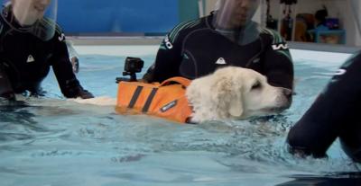 Dog in pool