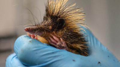 A lowland streaked tenrec