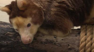 Tree-kangaroo