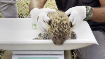 Leopard cubs reunited with mother