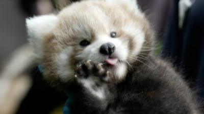 Red panda cub