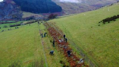 It has been planted by 40 people and stretches for almost two miles in Yr Eryri, or Snowdonia.