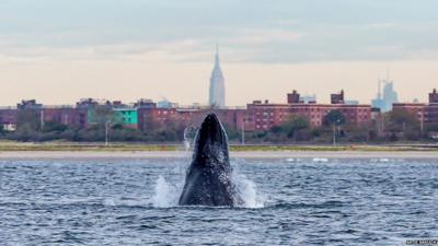 A whale pictured swimming off the coast of New York