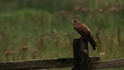 A Kestrel