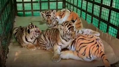 Tiger cubs