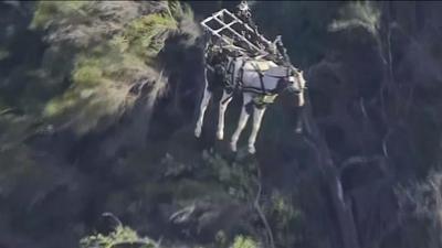 Horse being airlifted