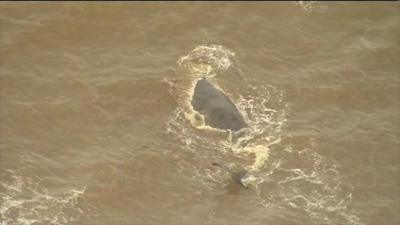 A beached whale in Hunstanton