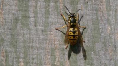 a-queen-wasp-sits-on-a-wooden-door-in-the-sun-stripping-bits-of-wood-to-make-a-nest