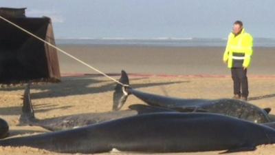 Beached whales, one being dragged away by a digger