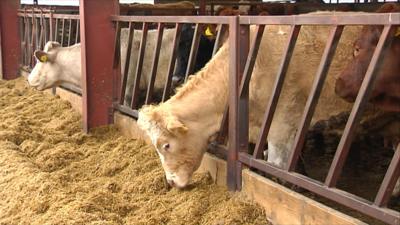 cows