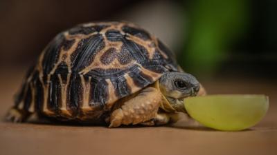 Tiny radiated tortoise nibbles half a grape