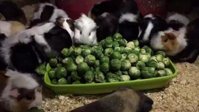 Guinea pigs eating sprouts