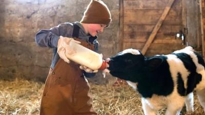 boy and cow