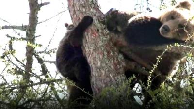 Tatras bears