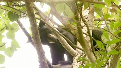 Black Bear in a tree at Zoo in Alaska, USA