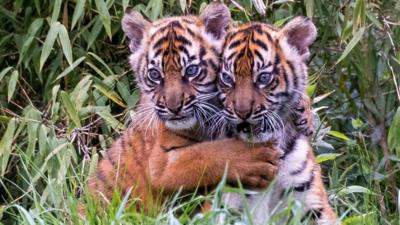 Sumatran tiger cubs