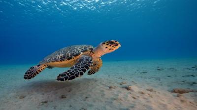 A sea turtle swimming in the ocean (Credit: Getty Images)