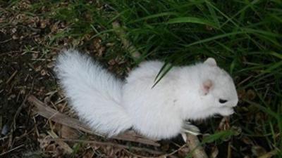 White squirrel