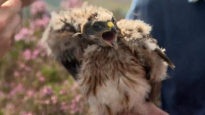 Hen harrier chick
