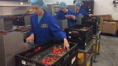 Women putting fruit in punnets