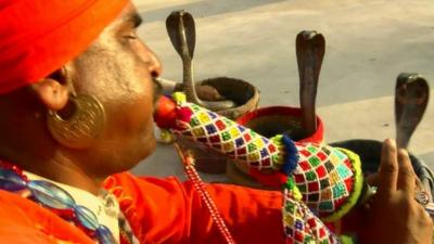 A Jogi snake charmer and three king cobra snakes