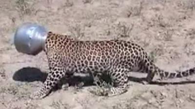 Leopard with head in metal pot