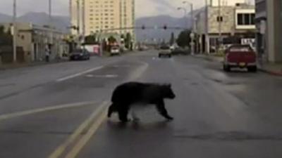 Bear on the run in US city