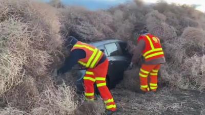 Police free car from tumbleweed