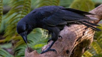 Tool-using Hawaiian crow (c) Lisa Bissi