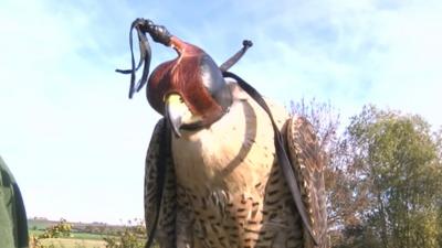 Peregrine falcon