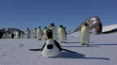 Penguin cam