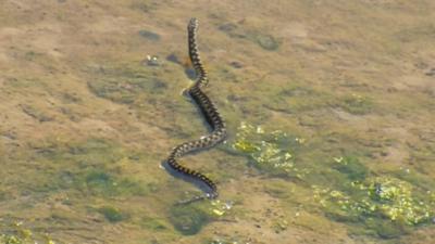 Adder swimming