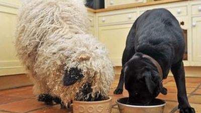 sheep and dog at dog bowls