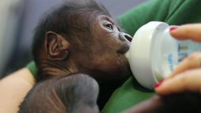 Baby gorilla drinking from a bottle