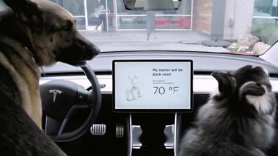 Two dogs in a Tesla with "dog mode" activated