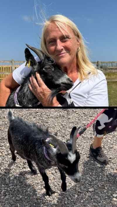 A goat, with black and white markings, is being stroked by a blonde woman. He looks to camera showing his bottom teeth as he bleets.