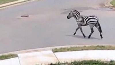 Zebra trotting on an urban road in footage from a home surveillance camera