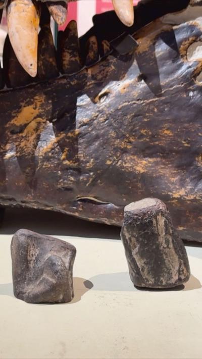 Two dinosaur fossils, the one on the left is smaller than the one on the right, they are dark in colour