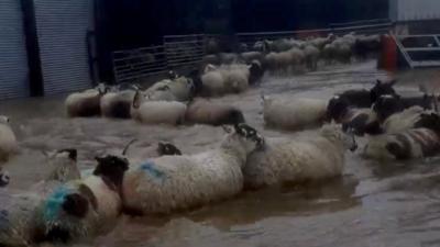 Sheep in flood water