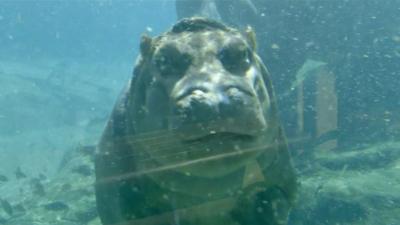 Baby hippo swimming at San Diego Zoo