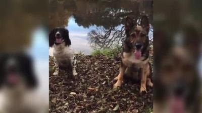 Police dogs Pearl and Finn