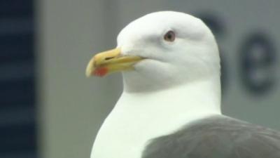 Seagull