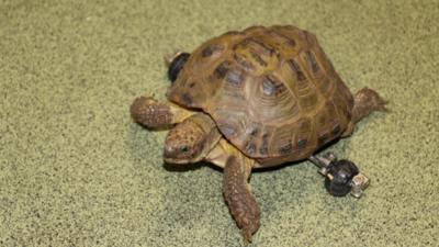 Harry the Tortoise with his new wheels