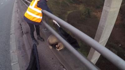 Badger on the ledge of the M5