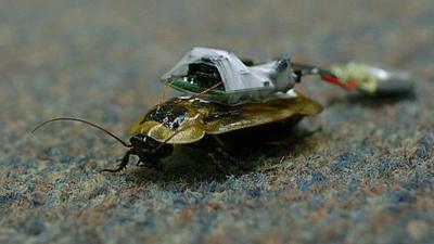A Central American Giant Cave cockroach fitted with an electronic device